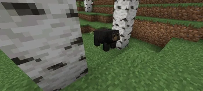 Азиатский чёрный медведь в березовом лесу