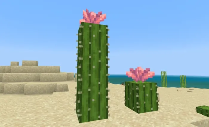 Розовые цветы на кактусах