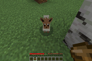 Приручение Иви