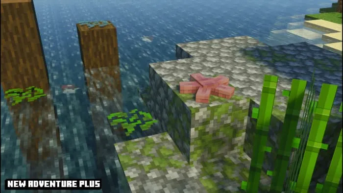 Морская звезда