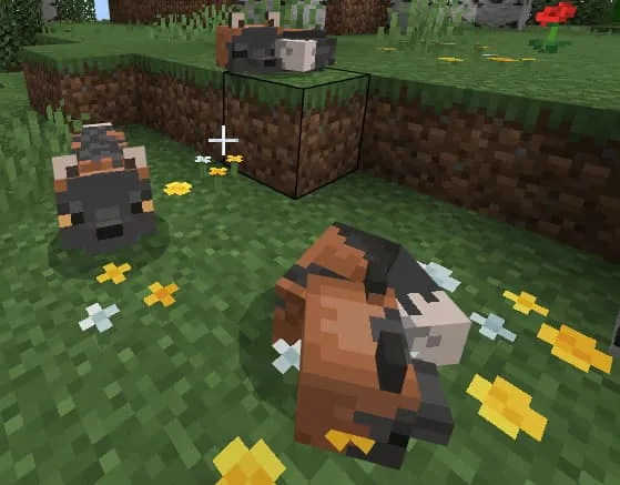 Равнинные лисы