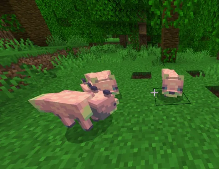 Джунглевая лиса