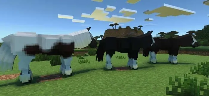 Цыганская порода Лошади