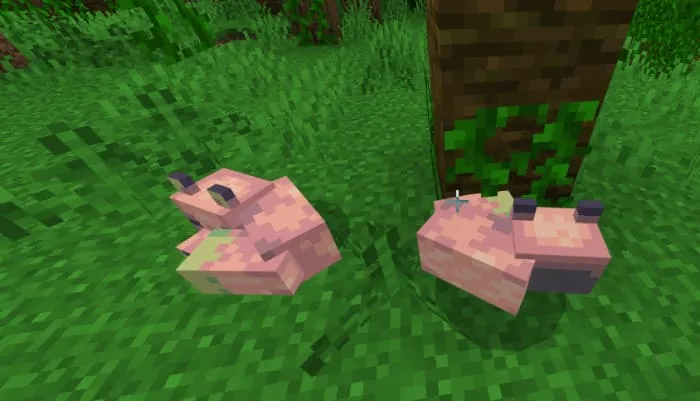 Джунглевая лиса в позе сна