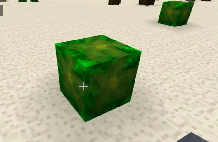 Блок ананасовых кустов