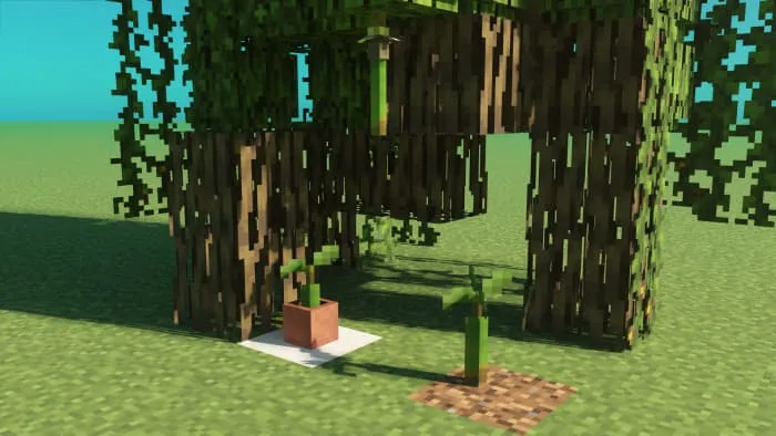 Побеги манговых деревьев