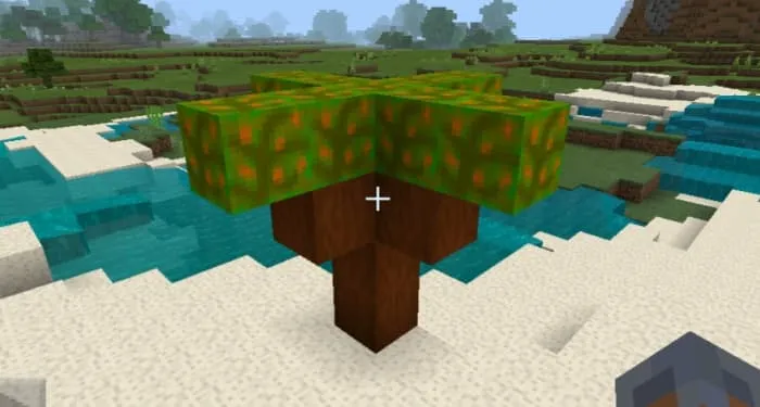 Дерево кешью