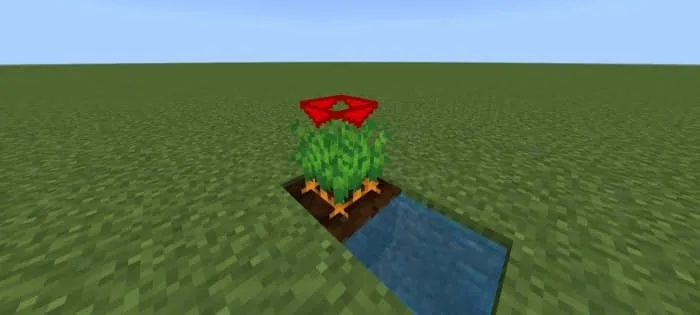 Морковь с красными стрелочками сверху