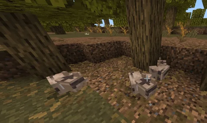 Саванные лисы в позе сна