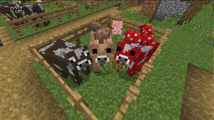 Старый вид коров