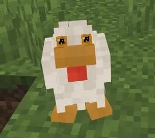 Курица со странным видом