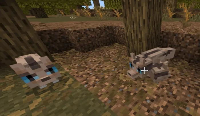 Саванные лисы