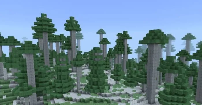 Новый вид деревьев из тайги