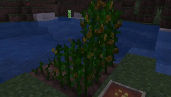 Кукуруза, растущая возле реки