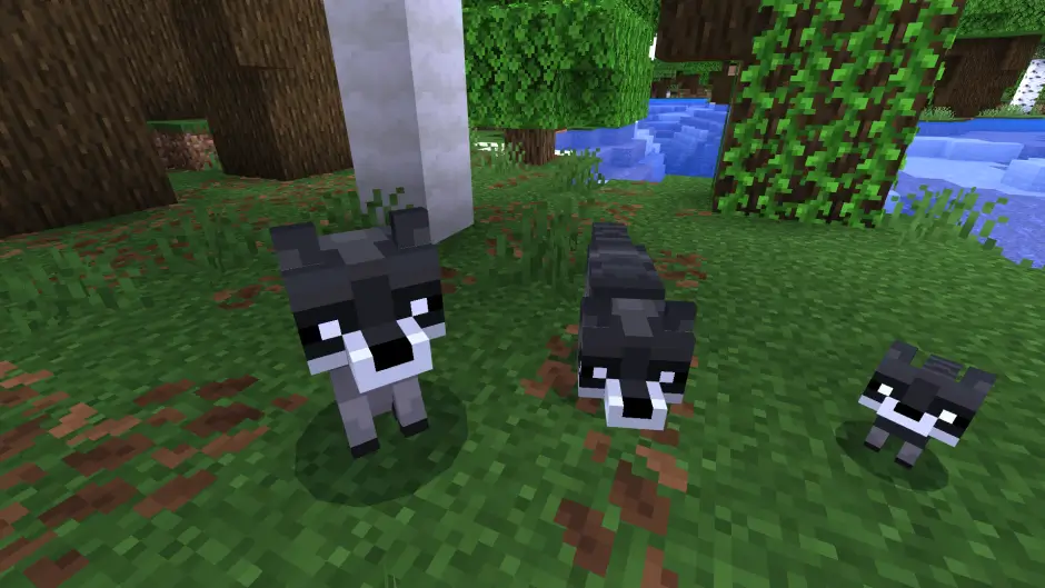 Взрослые еноты и детеныш