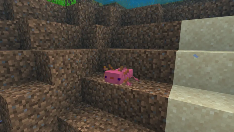 Редкий аксолотль в тёплом океане