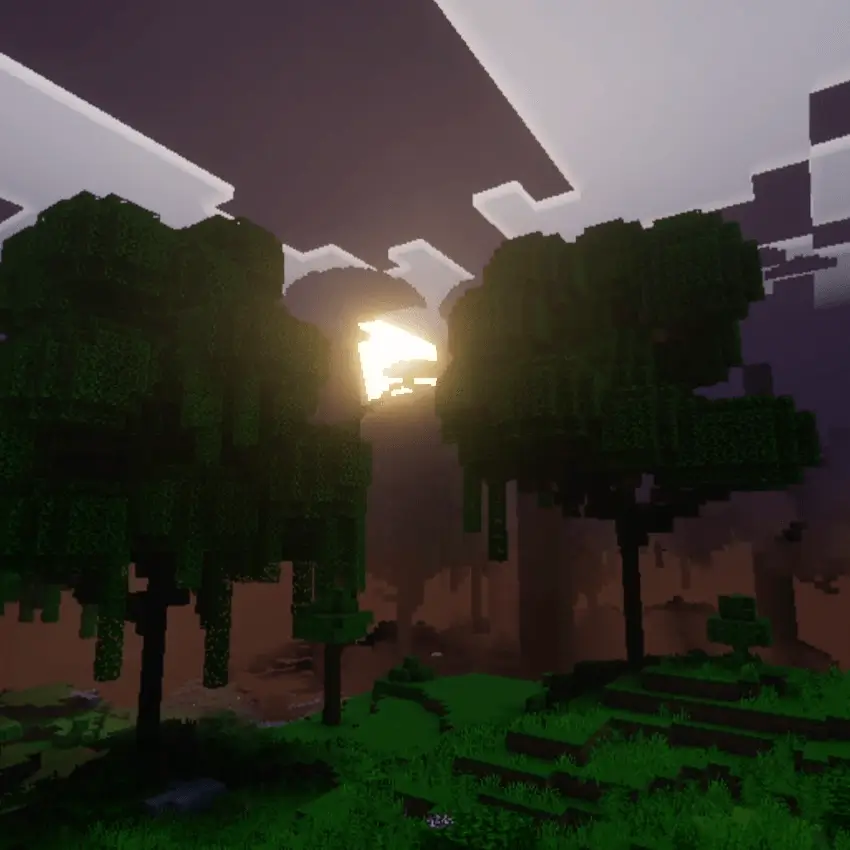 Обновленный лес на закате