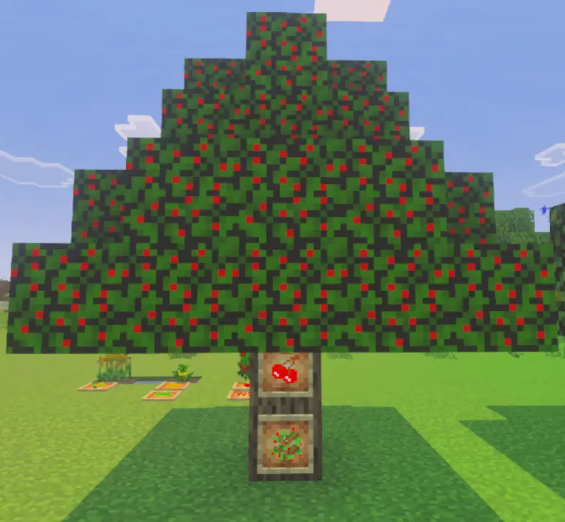 Вишнёвое дерево