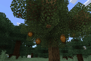 Процесс вырастания апельсина на дереве