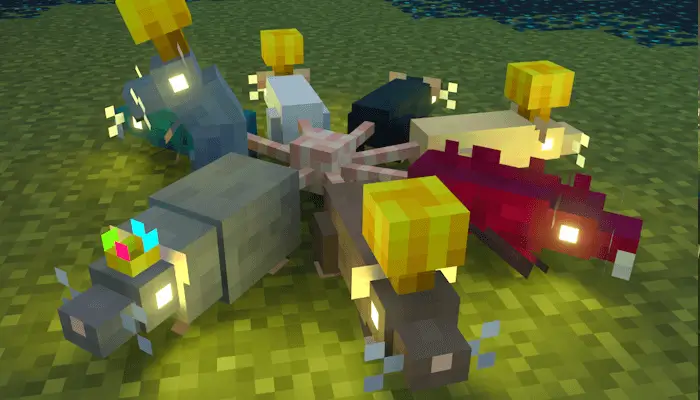 Крысиный король состоящий из нескольких разных крыс