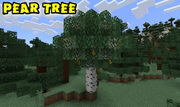 Береза с растущими грушами