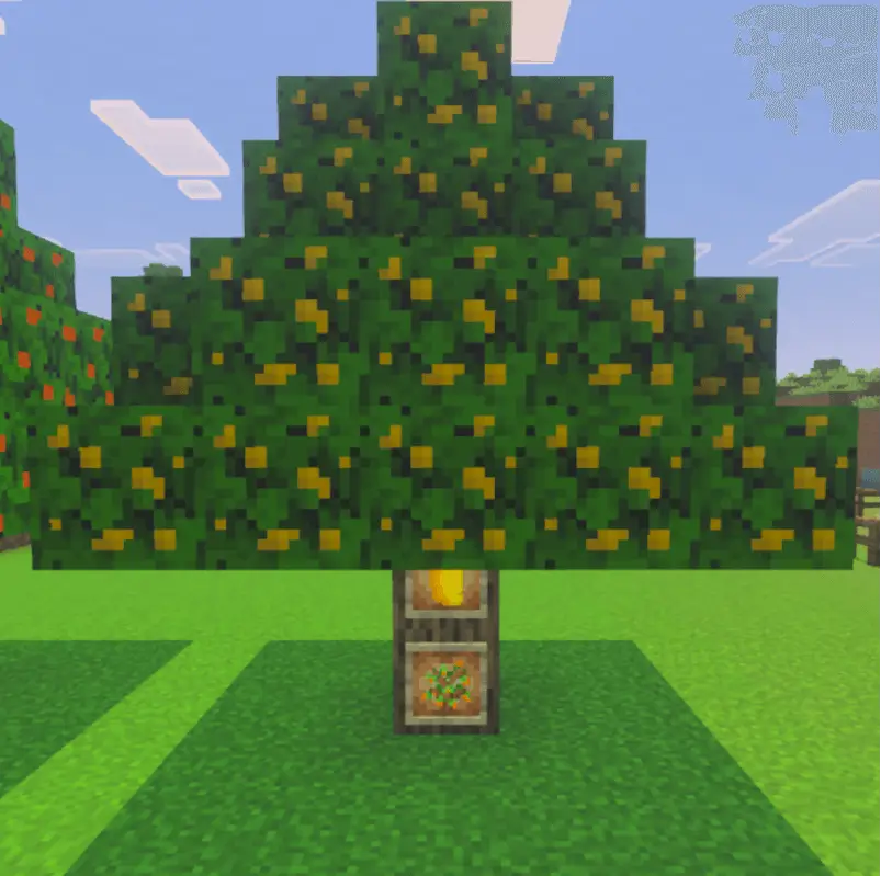 Дерево с манго