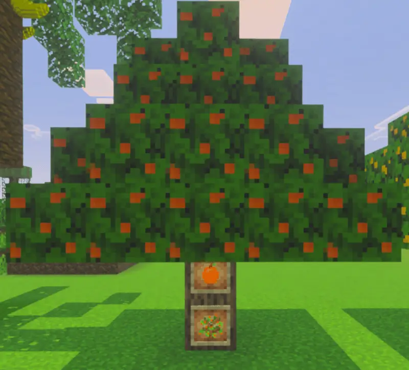 Апельсиновое дерево