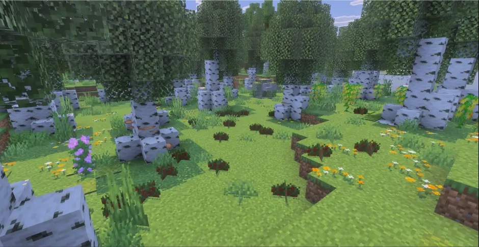 Новый вид берёзового леса