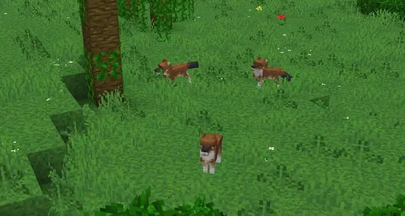 Новые рыжие волки в джунглях