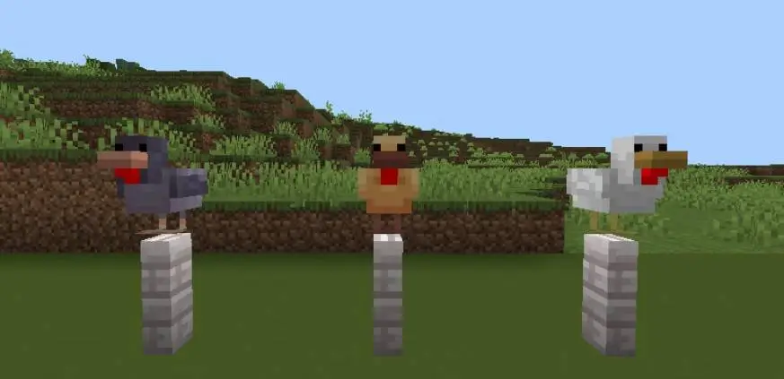 Курицы-блоки