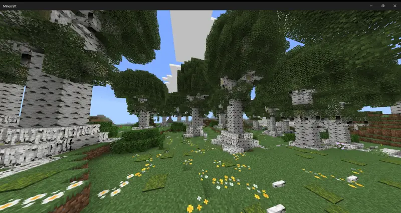 Новый вид берёзового леса