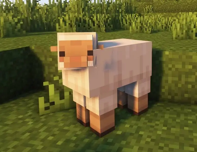 Новый вид овцы