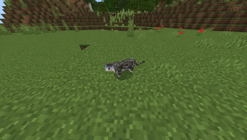 Старый вид кошки