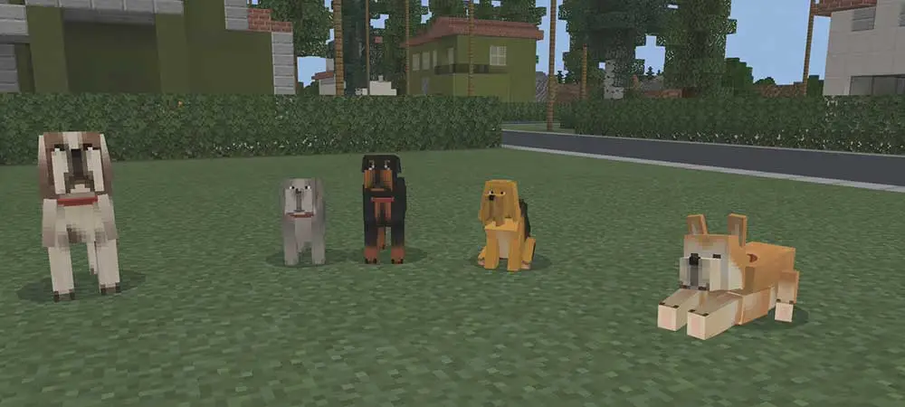 Собаки! panorama