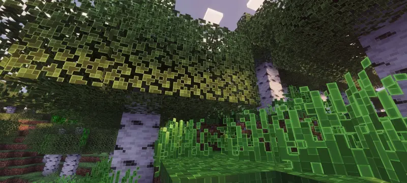 Новый вид берёзового леса