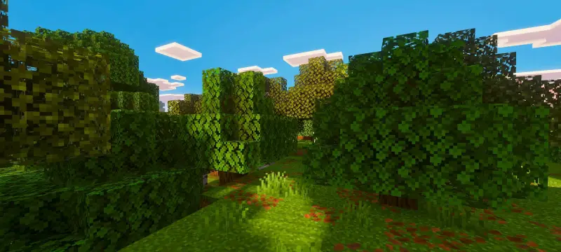 Новый вид теней в лесу