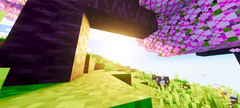 Новый вид дерева вишни