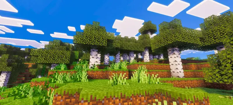 Новый вид берёзовой рощи