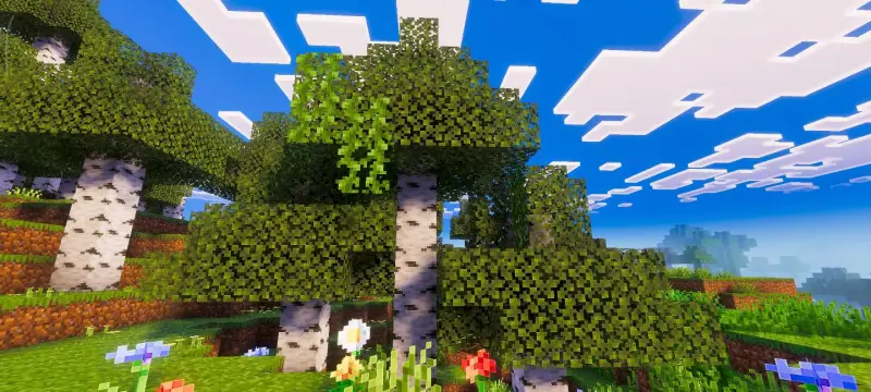 Новый вид берёзы