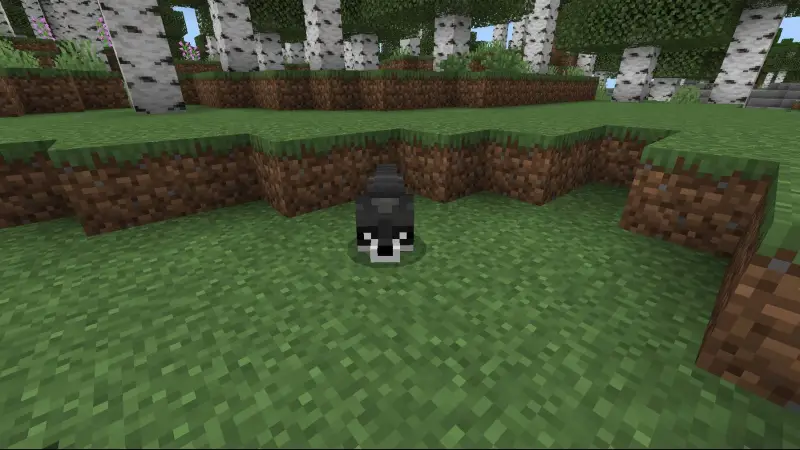 Новый вид лисы