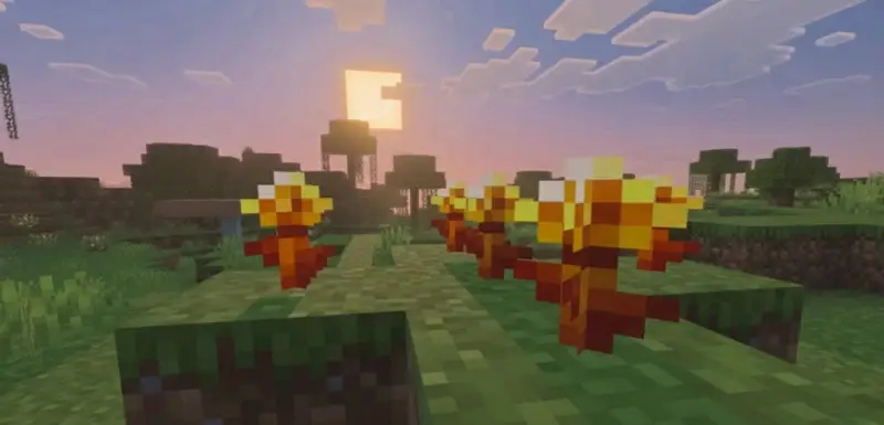 Golden dandelion flowers in the ground