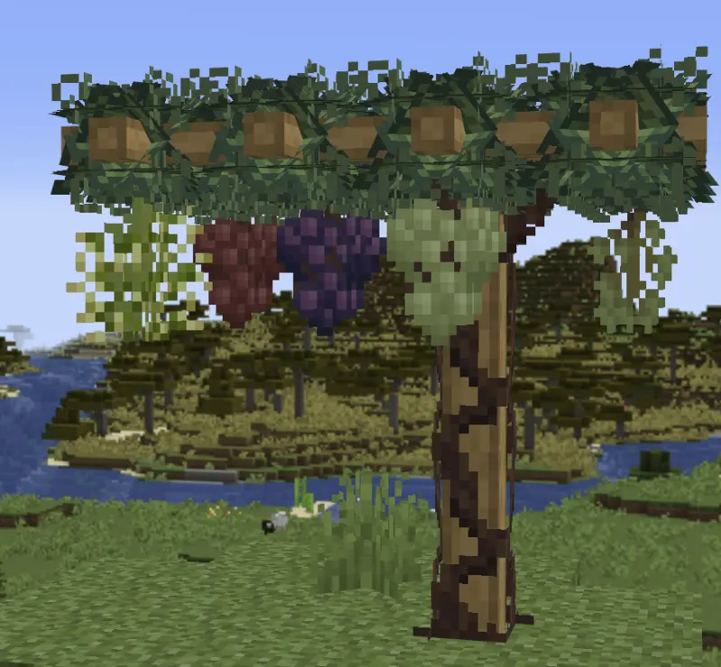 Несколько видов винограда на подпорках