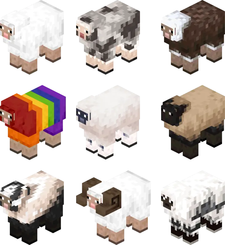 Несколько новых видов овец