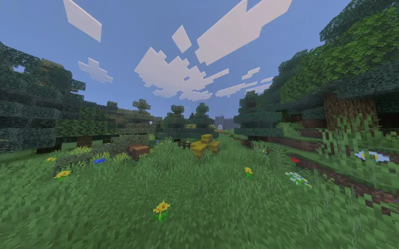 Forest clearing in the village